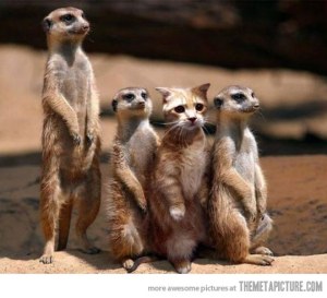 funny-meerkat-cat-blending-in